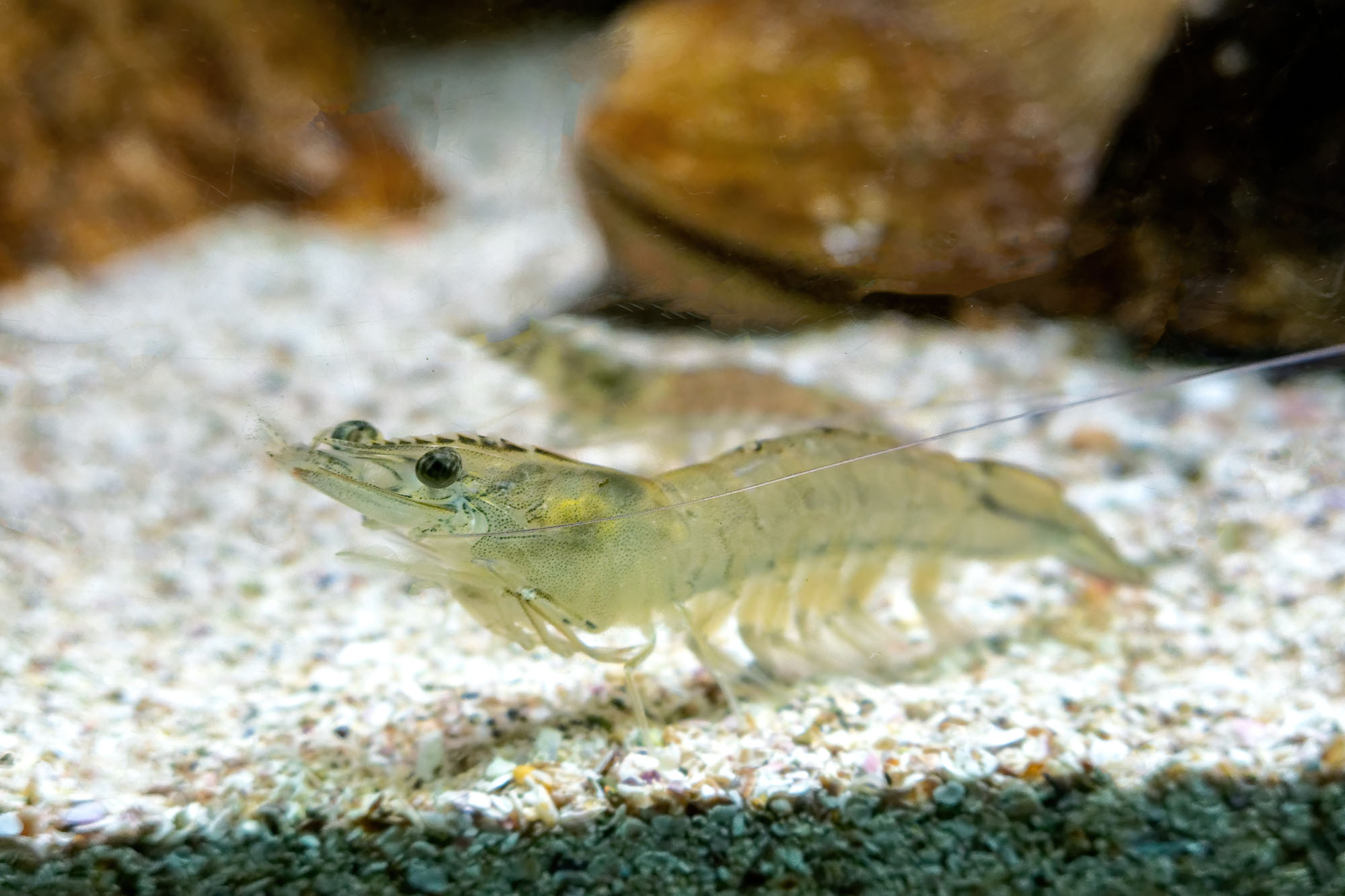 Nordic Shrimp ApS logo